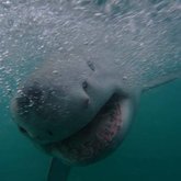 great white shark cage diving